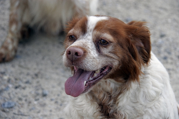 Foto Filhote de cachorro animal bicho estimação