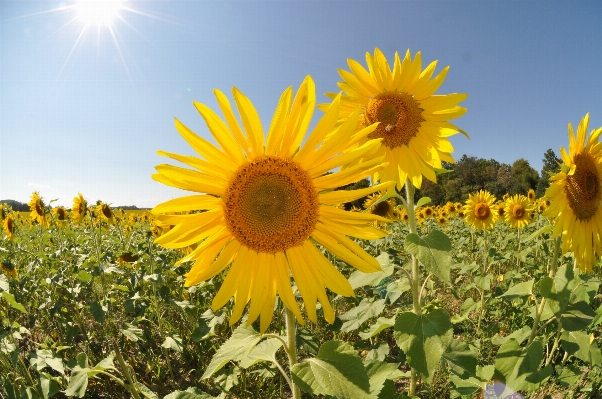 Landscape plant sky sunshine Photo