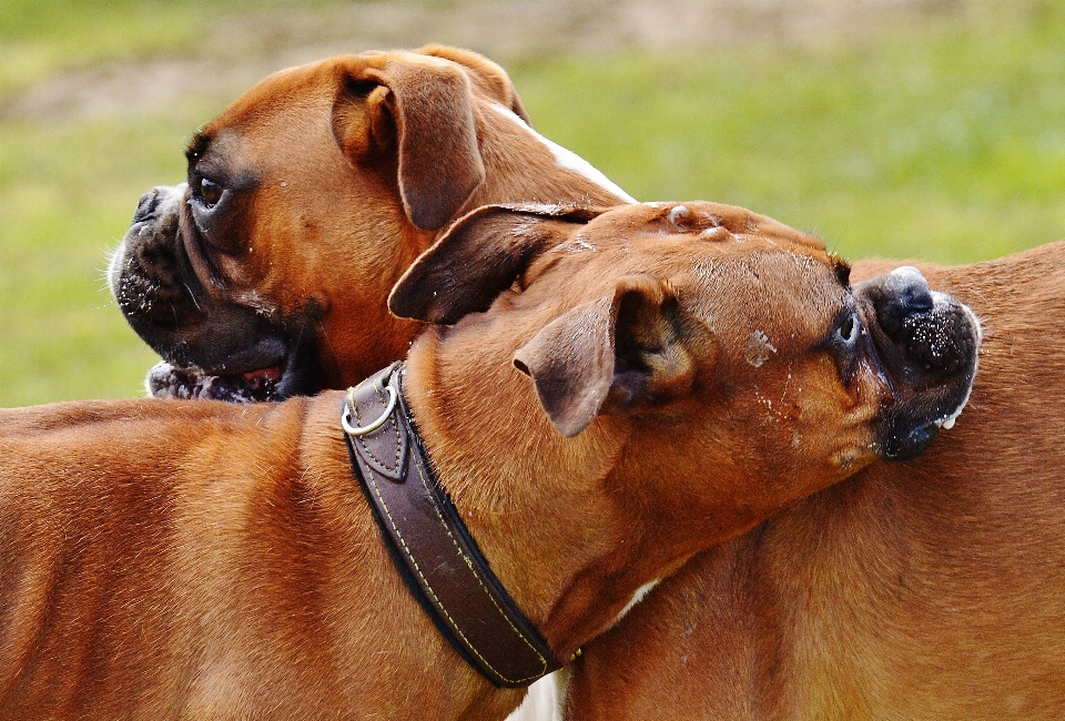 Perro mamífero dos sabueso