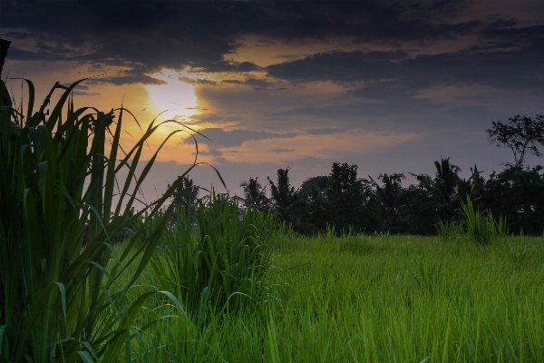 風景 自然 草 地平線 写真