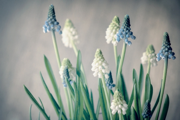 Nature grass blossom plant Photo