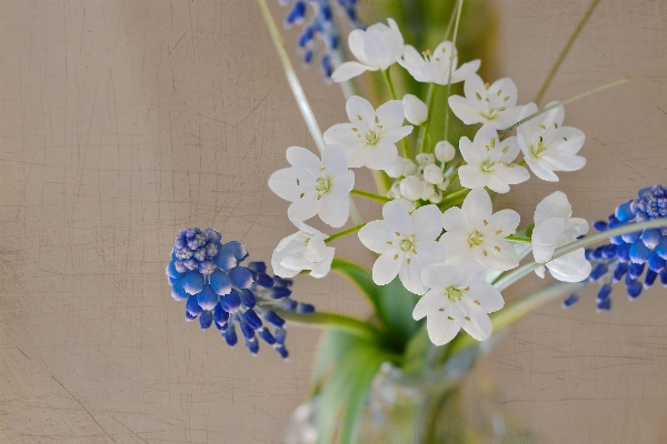 Blüte anlage weiss blume Foto