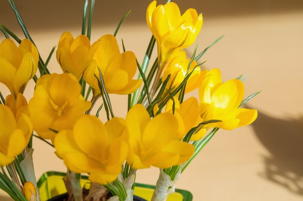 Blossom plant flower petal Photo