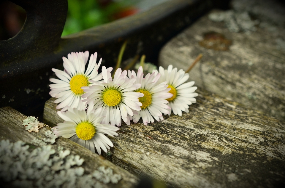 Nature herbe usine bois