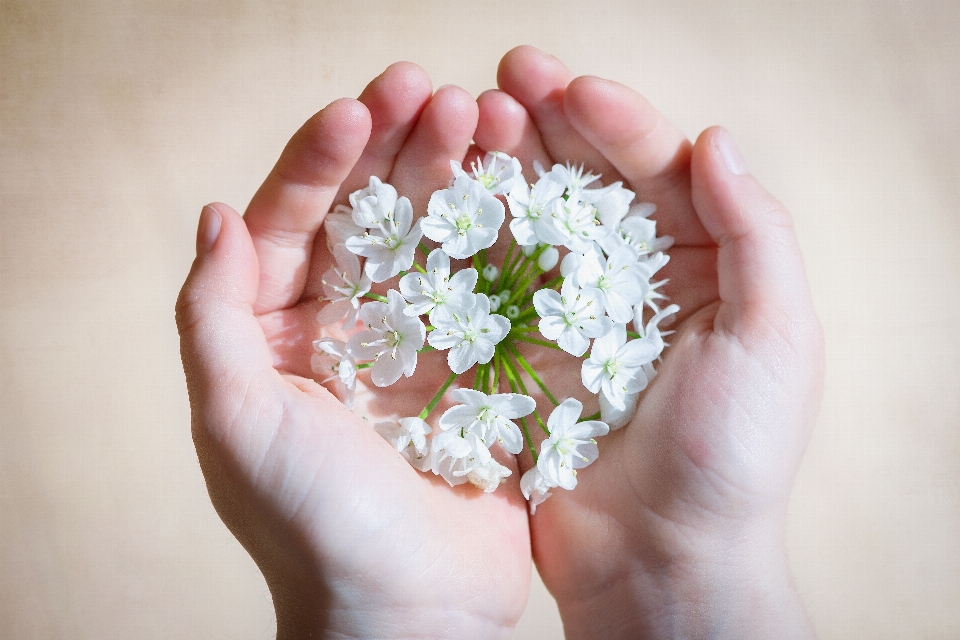 Mano florecer planta blanco