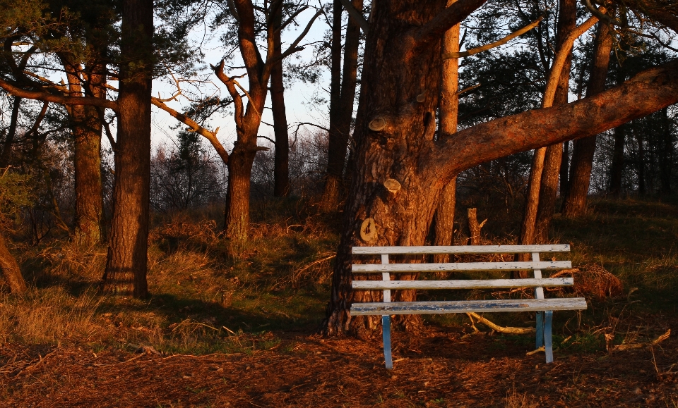 Landscape tree nature forest