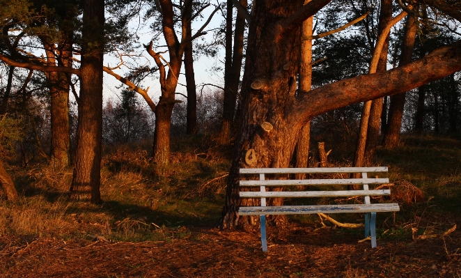 Landscape tree nature forest Photo