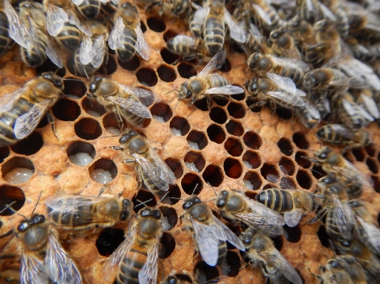 Muster insekt fauna wirbellos Foto