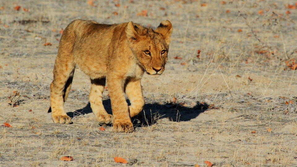 Faune afrique mammifère fauna