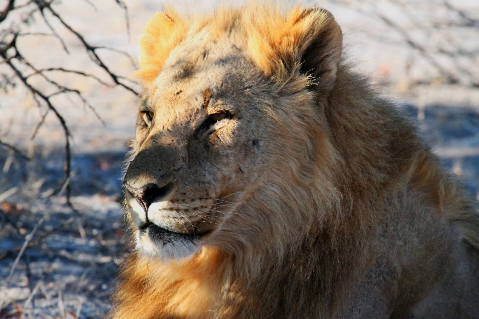 Aventure faune zoo afrique