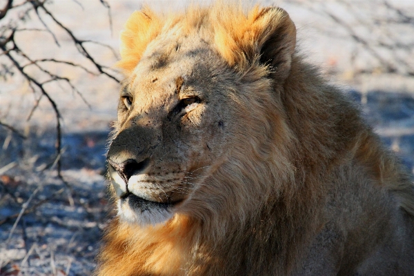 Adventure wildlife zoo africa Photo