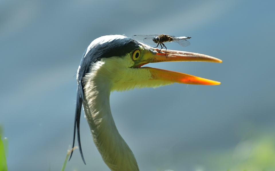 Naturaleza pájaro flor fauna silvestre