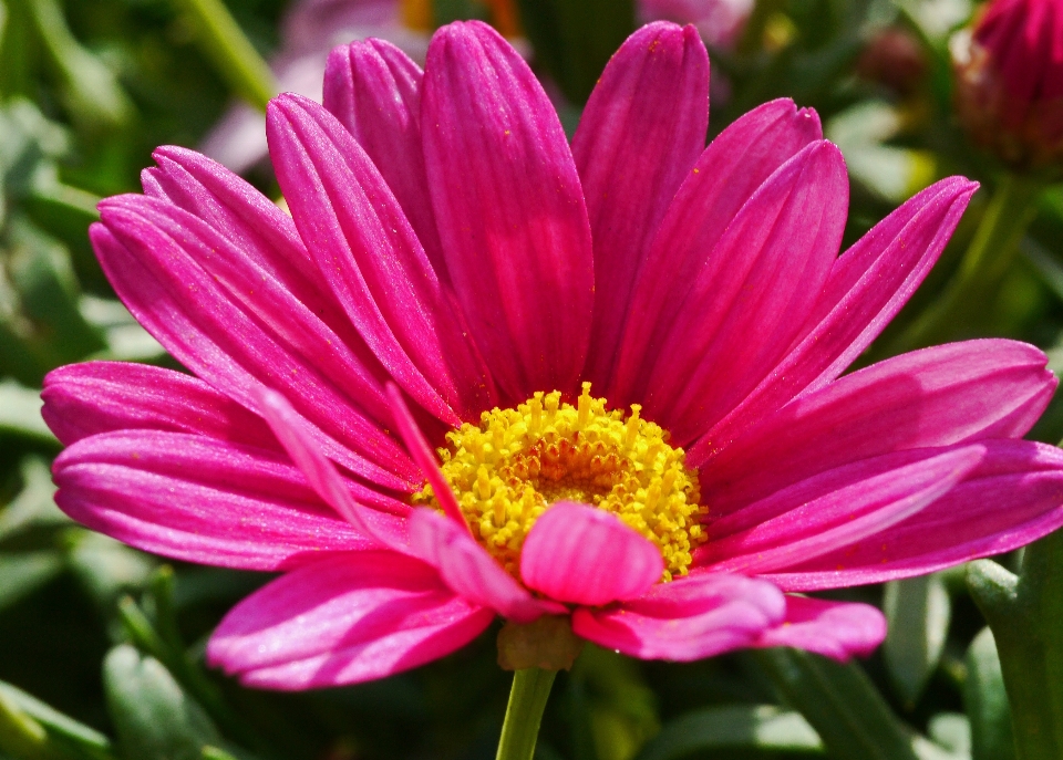 Blossom plant flower purple