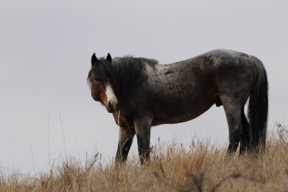 Pasture horse mammal stallion