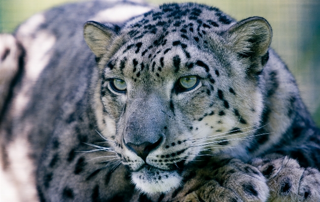 Foto Animale guardare animali selvatici zoo