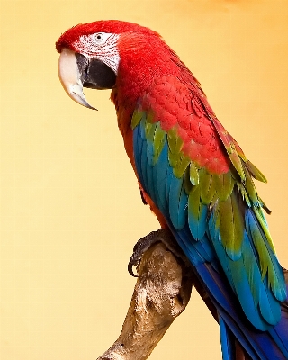 ブランチ 鳥 羽 肖像画 写真