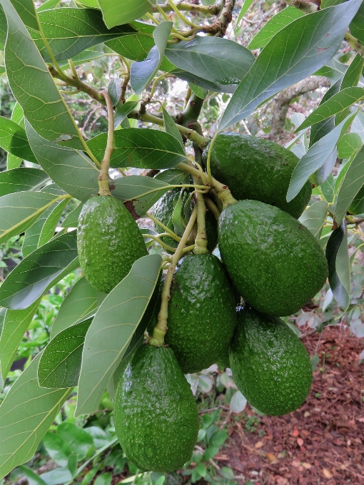 Pohon tanaman buah makanan