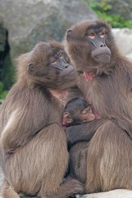 Social young mammal monkey Photo