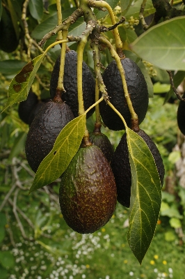 Tree branch plant fruit Photo