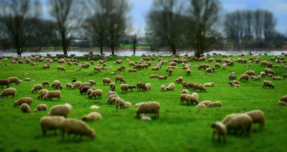 Gras feld bauernhof wiese
