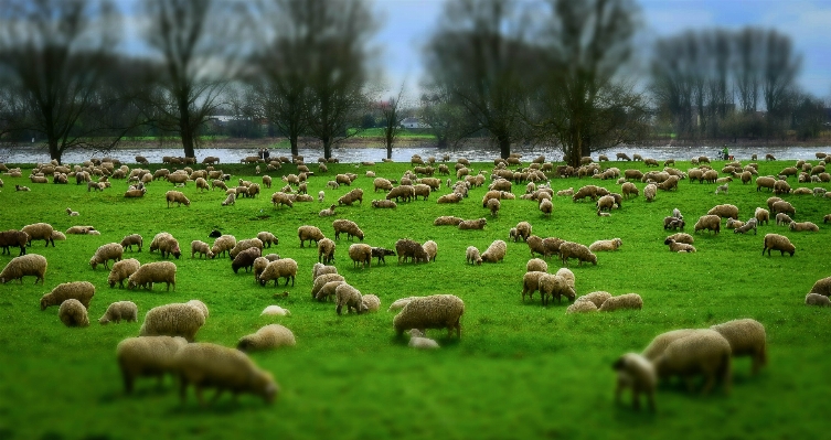 Grass field farm meadow Photo