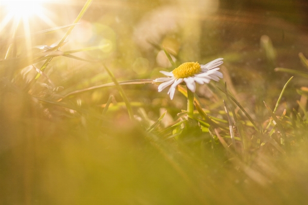 Nature grass branch blossom Photo