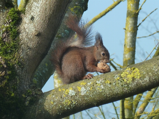 Foto Albero ramo animali selvatici zoo