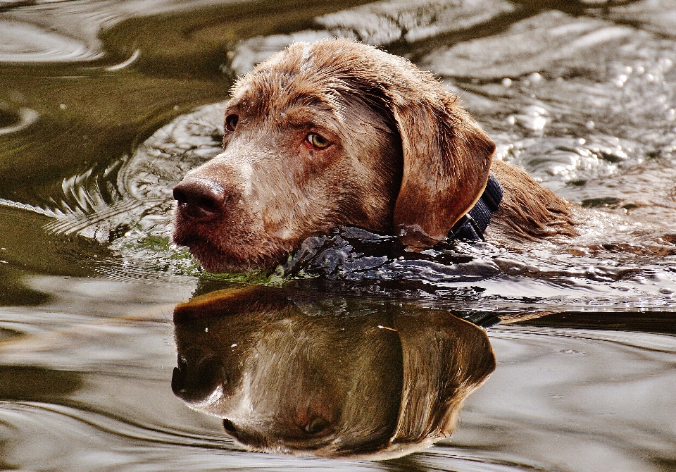 Water wet dog animal