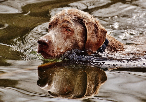 水 濡れた 犬 動物 写真