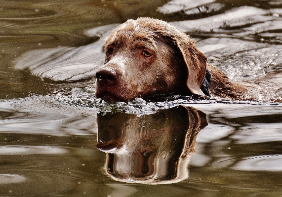 水 濡れた 犬 動物 写真