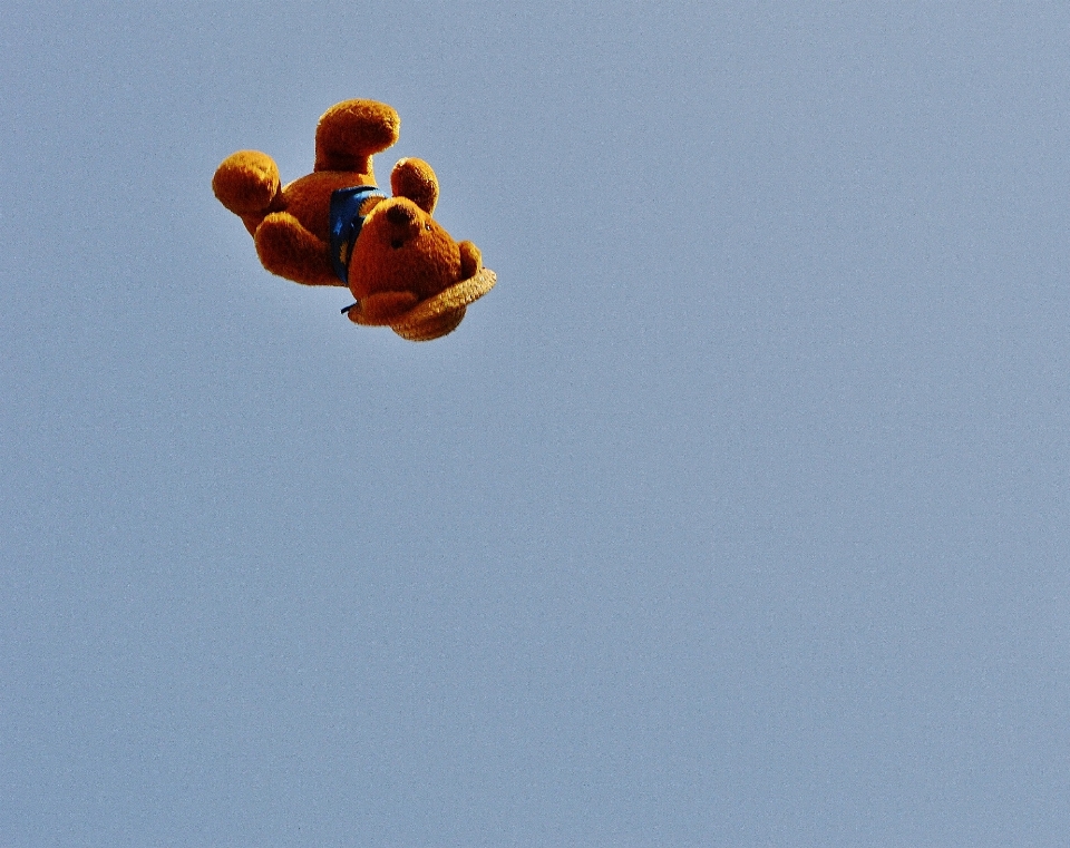 Langit bunga terbang beruang