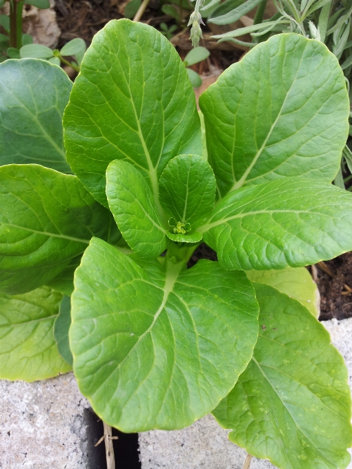 植物 葉 花 食べ物