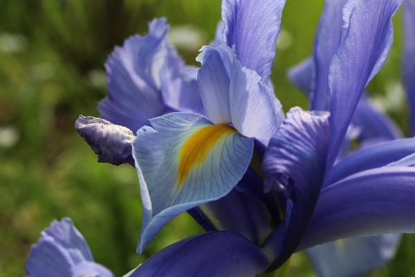 Plant flower petal bloom Photo