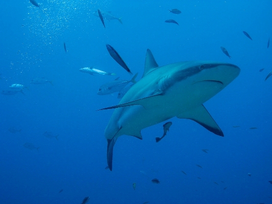 Sea ocean diving underwater Photo