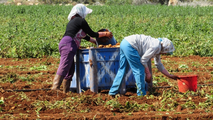 Field farm food farming Photo