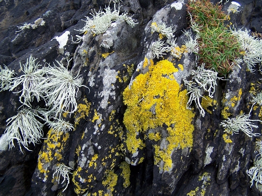 Coast tree nature forest Photo