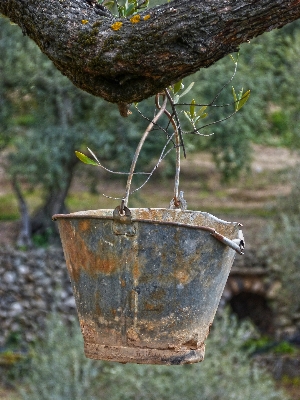 Tree branch plant wood Photo