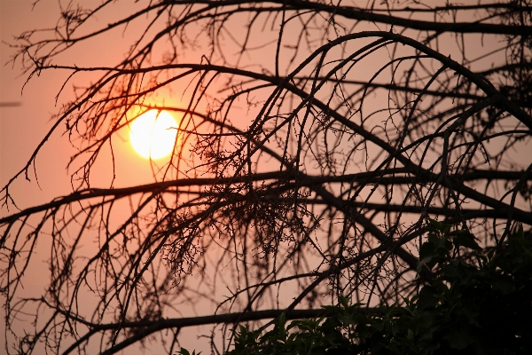 Tree nature outdoor branch Photo