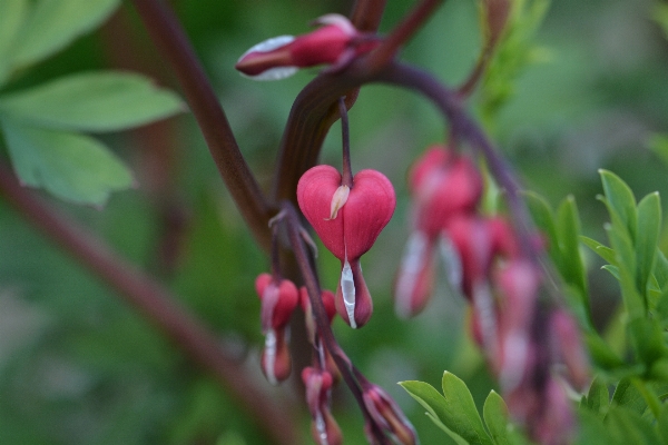 Nature blossom plant leaf Photo