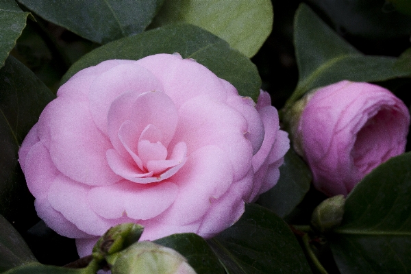 Nature blossom plant flower Photo