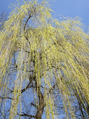 Foto Albero foresta ramo pianta