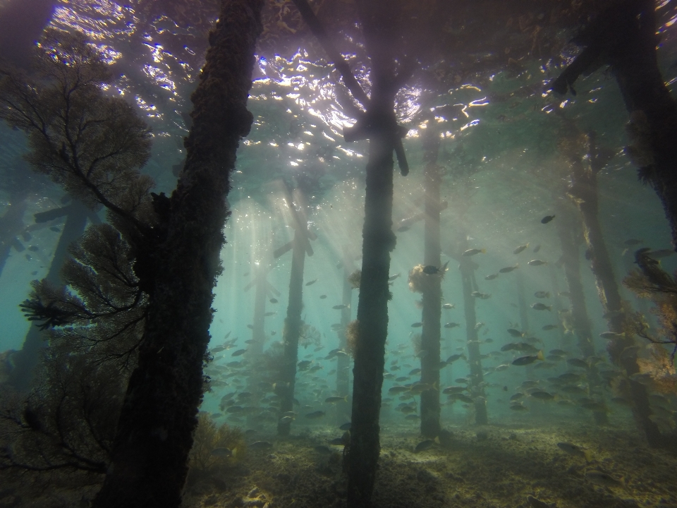 Mare acqua natura foresta