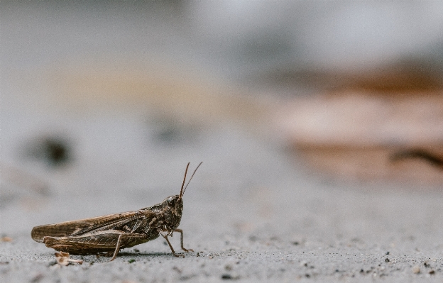 Nature photography insect macro Photo