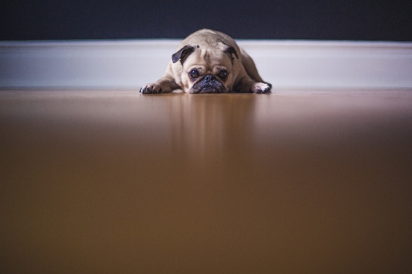 子犬 犬 動物 かわいい 写真