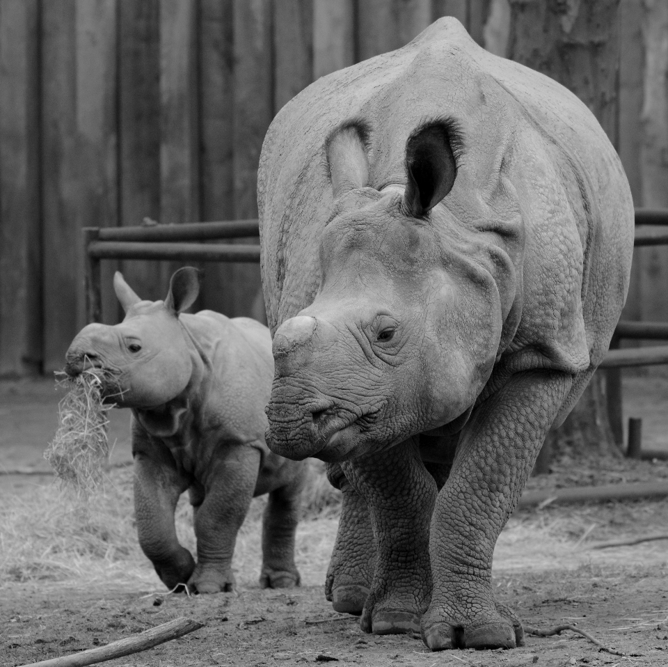 Bianco e nero
 animale animali selvatici zoo