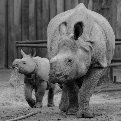 Foto Bianco e nero
 animale animali selvatici zoo