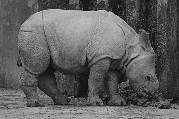 Foto Bianco e nero
 animale animali selvatici zoo