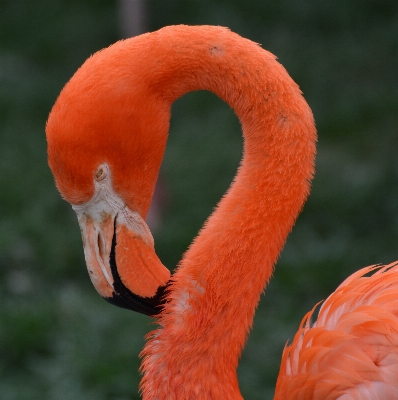 Foto Pájaro ala animal pico