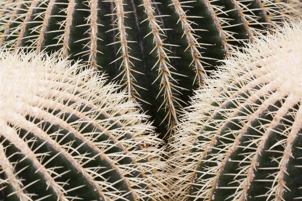 Nature prickly cactus plant Photo