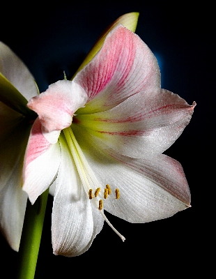 Nature blossom plant white Photo